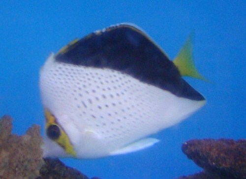  Chaetodon tinkeri (Tinker's Butterflyfish)